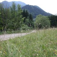 Schneebergland Rallye 2013 Sonderprüfung 11 Schwarzau Blumen Schotter Straße